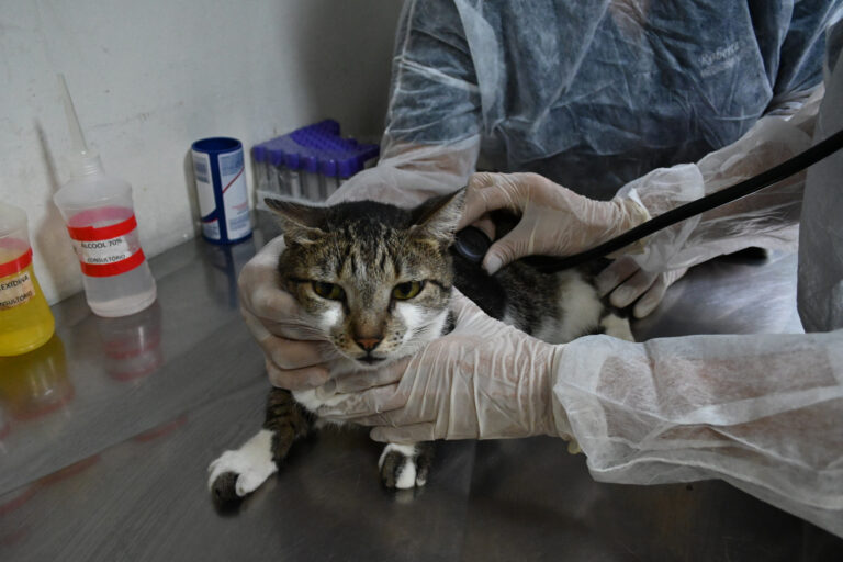 Prefeitura de Niterói oferece 55 consultas no primeiro atendimento veterinário gratuito do ano prefeitura-de-niteroi-oferece-55-consultas-no-primeiro-atendimento-veterinario-gratuito-do-ano