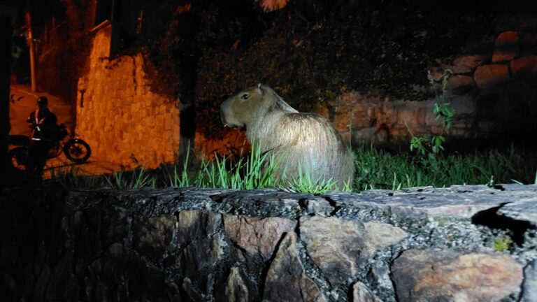 Guarda Municipal de Niterói resgata capivara e jiboia de 2,5 metros em ações ambientais nesta sexta-feira (9) guarda-municipal-de-niteroi-resgata-capivara-e-jiboia-de-2,5-metros-em-acoes-ambientais-nesta-sexta-feira-(9)