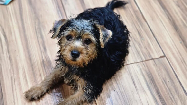 COMISSÃO DA ALERJ DE DEFESA DOS ANIMAIS RESGATA 11 CACHORROS SUBMETIDOS A MAUS-TRATOS EM CANIL CLANDESTINO comissao-da-alerj-de-defesa-dos-animais-resgata-11-cachorros-submetidos-a-maus-tratos-em-canil-clandestino