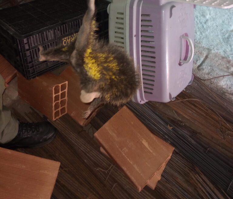 Guarda Ambiental de Niterói resgata ouriço-cacheiro no bairro de Itaipú guarda-ambiental-de-niteroi-resgata-ourico-cacheiro-no-bairro-de-itaipu